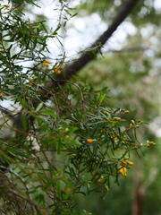 Pultenaea flexilis