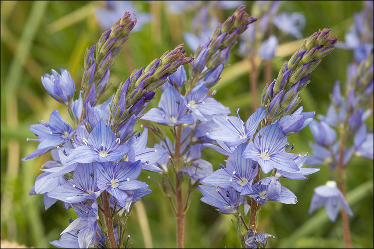 Veronica austriaca