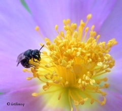 Hylaeus