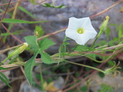 Ipomoea barbatisepala