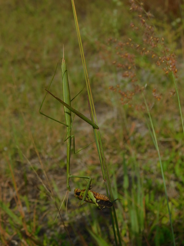 Brunner's Mantid