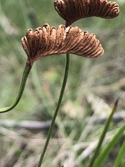 Schizaea bifida