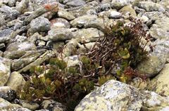 Cotyledon orbiculata orbiculata