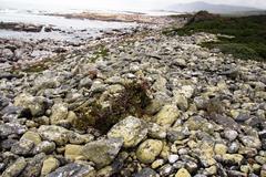 Cotyledon orbiculata orbiculata