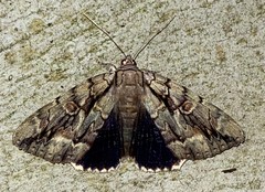 Catocala flebilis