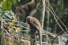 Plecturocebus ornatus