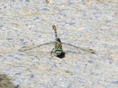 Ceratogomphus pictus