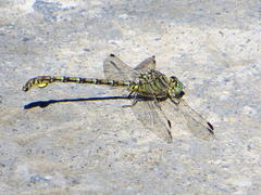Ceratogomphus pictus