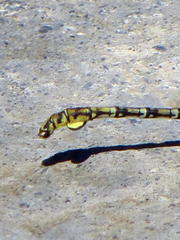 Ceratogomphus pictus