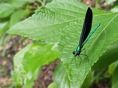 Calopteryx maculata image