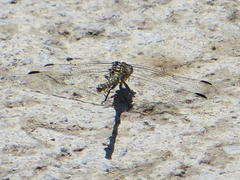 Ceratogomphus pictus