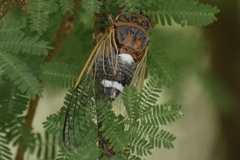 Diceroprocta cinctifera