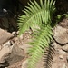 Queen's Veil Mountain Fern - Photo (c) Peter Zika, some rights reserved (CC BY-NC), uploaded by Peter Zika