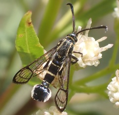 Carmenta tecta