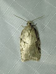 Acleris placidana