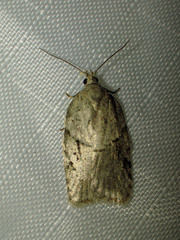 Acleris placidana
