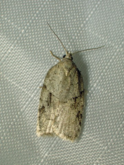 Acleris placidana