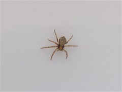 Philodromus marxi