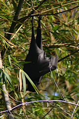 Pteropus alecto