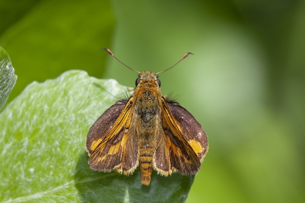 Dark Palm Dart