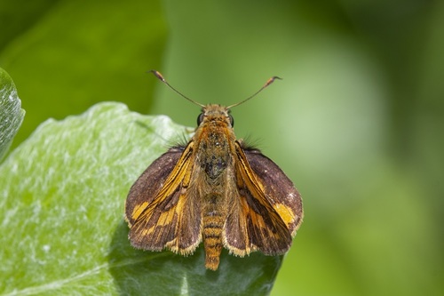 Dark Palm Dart