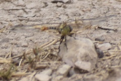 Dromogomphus spoliatus
