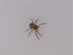 Philodromus marxi