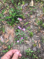 Penstemon australis