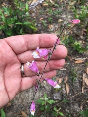 Penstemon australis