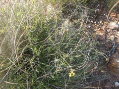 Notobubon collinum