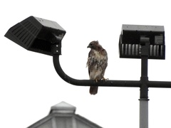 Buteo jamaicensis