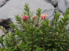 Baccharis nivalis