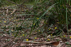 Hibbertia dentata