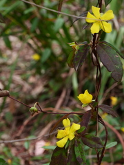 Hibbertia dentata