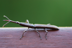 Eubactrus semiaeneus