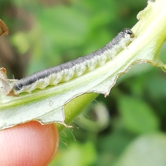 Monostegia abdominalis