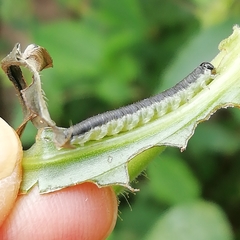 Monostegia abdominalis