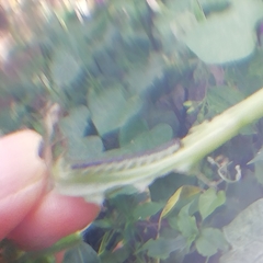 Monostegia abdominalis