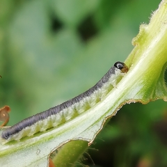 Monostegia abdominalis