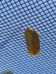 Templemania rhythmogramma