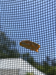 Templemania rhythmogramma