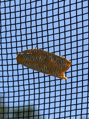 Templemania rhythmogramma