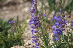 Penstemon leiophyllus