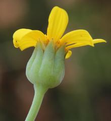 Othonna coronopifolia