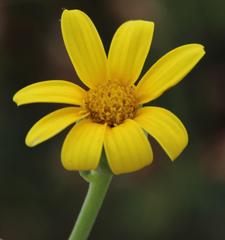 Othonna coronopifolia