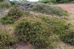 Othonna coronopifolia