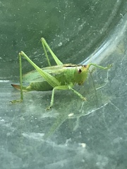 Orchelimum gladiator