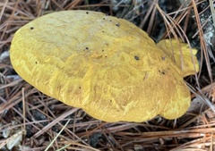 Buchwaldoboletus lignicola