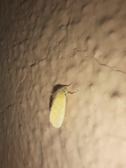 Artaxa