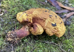 Buchwaldoboletus lignicola